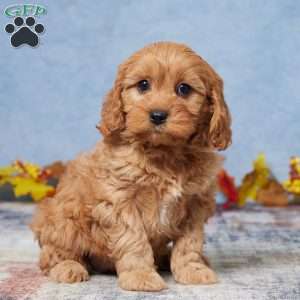 Bailey, Cavapoo Puppy